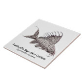 Synodontis Eupterus Featherfinのナマズのタイル タイル (側面)