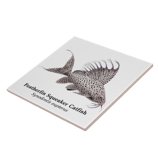 Synodontis Eupterus Featherfinのナマズのタイル タイル (側面)