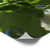 Syringa, White Flower Tree Poster ポスター (角)