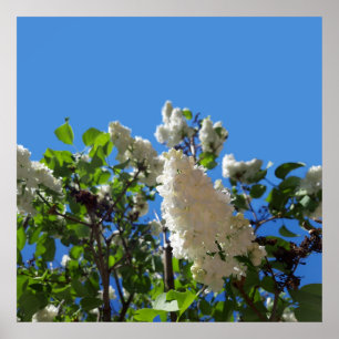 Syringa, White Flower Tree Poster ポスター