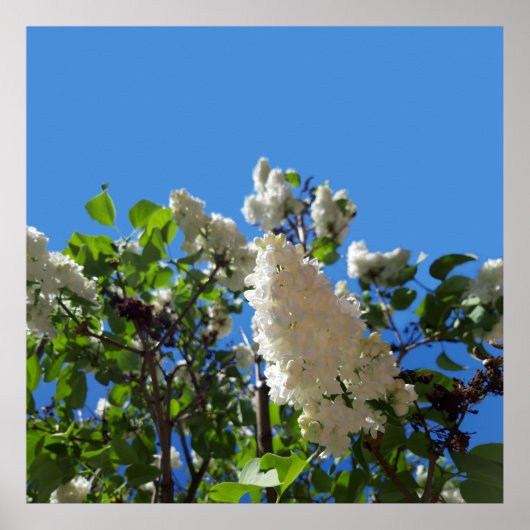 Syringa, White Flower Tree Poster ポスター (正面)