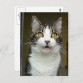 Syrusショックポストカード0001 ポストカード (正面/裏面)