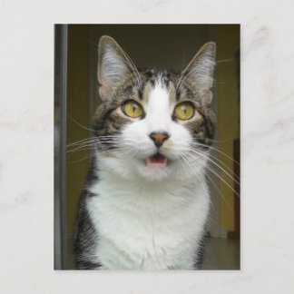 Syrusショックポストカード0001 ポストカード