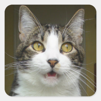 Syrus Shock Stickers 0001 スクエアシール