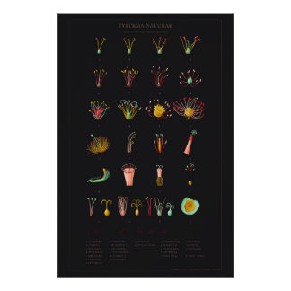 Systema Naturae Glossyポスター ポスター