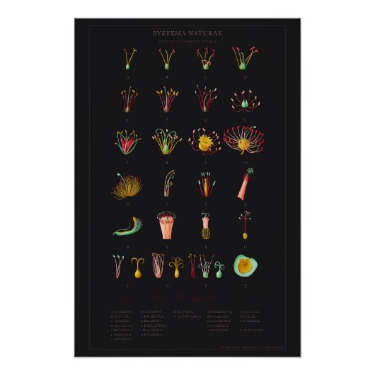 Systema Naturae Glossyポスター ポスター (正面)