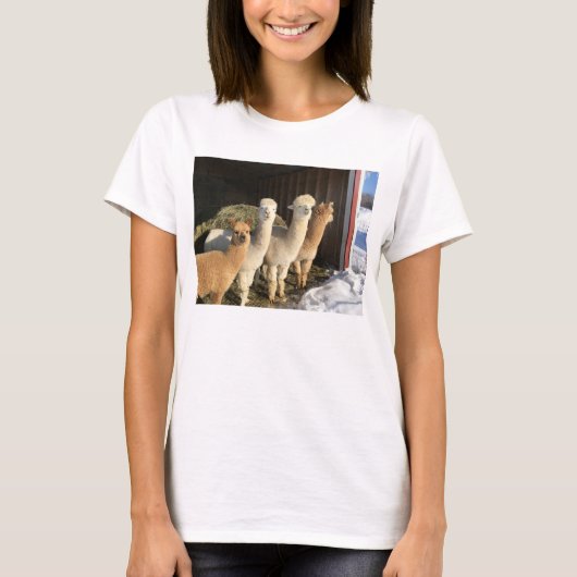 Tシャツ – Alpacas in the Winter Sun (正面)