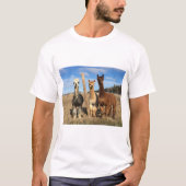 Tシャツ – Alpacas Phaethon、Barley、Marvin (正面)