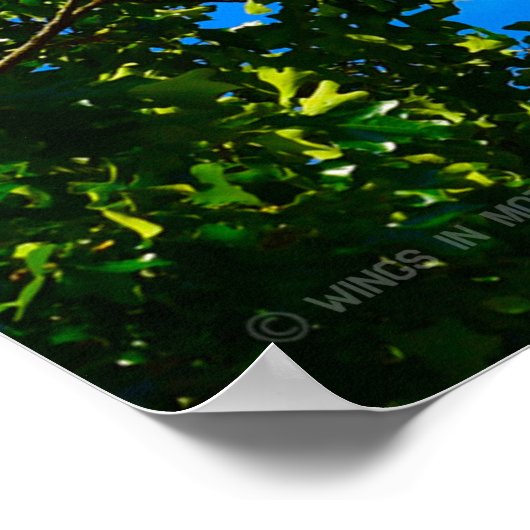 T-1A、T-38C、およびT-6A米国国旗の蛍光 ポスター (角)