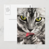 tabby-114782_1280.jpg ポストカード (正面/裏面)