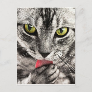 tabby-114782_1280.jpg ポストカード
