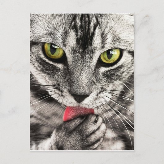 tabby-114782_1280.jpg ポストカード (正面)