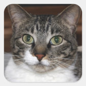 Tabby Catがあなたを見ている写真 スクエアシール (正面)