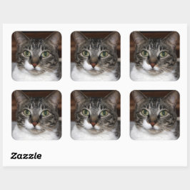 Tabby Catがあなたを見ている写真 スクエアシール