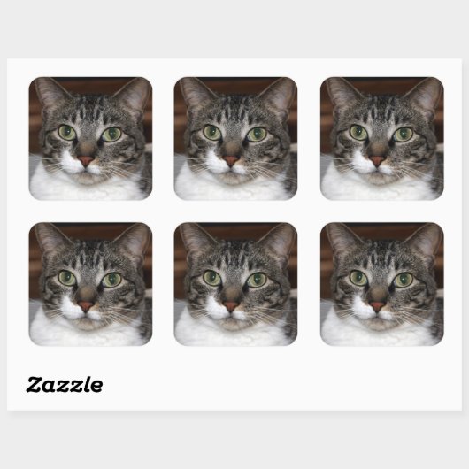 Tabby Catがあなたを見ている写真 スクエアシール (シート)