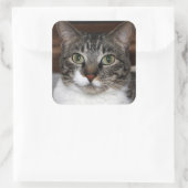 Tabby Catがあなたを見ている写真 スクエアシール (バッグ)