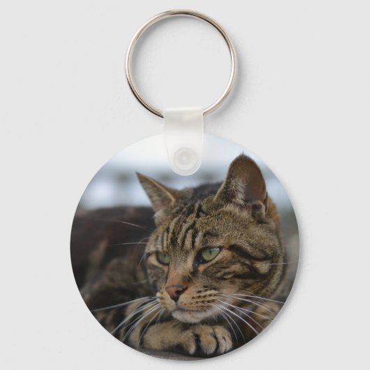Tabby catのアクション準備 キーホルダー (正面)