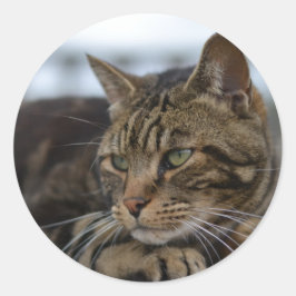 Tabby catのアクション準備 ラウンドシール