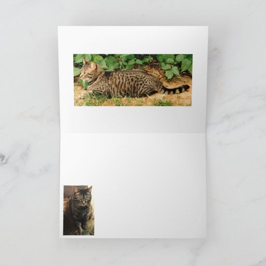 Tabby Catクリスマスグリーティングカード シーズンカード (内部)