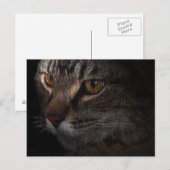 Tabby Catグランジ顔インShadow ポストカード (正面/裏面)