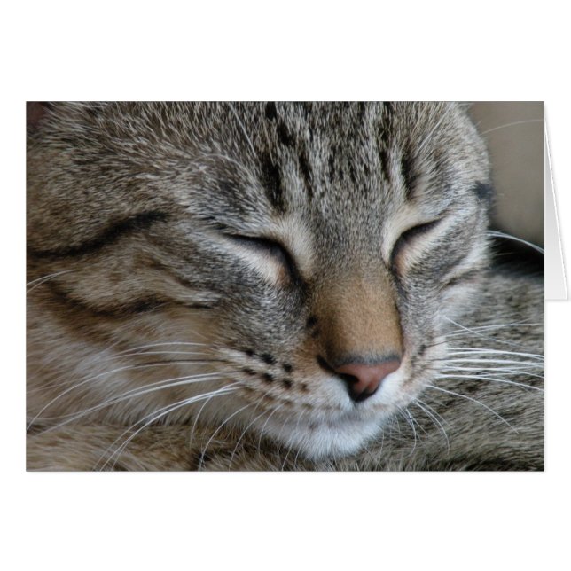 Tabby Catノートカード (正面横)