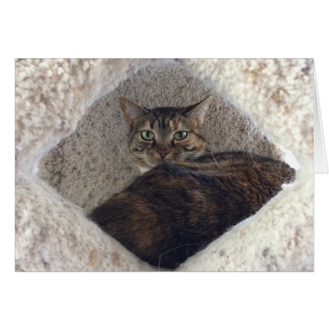 Tabby Cat、カード (正面横)