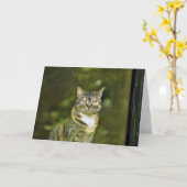 Tabby Cat、カード カード (黄色い花)