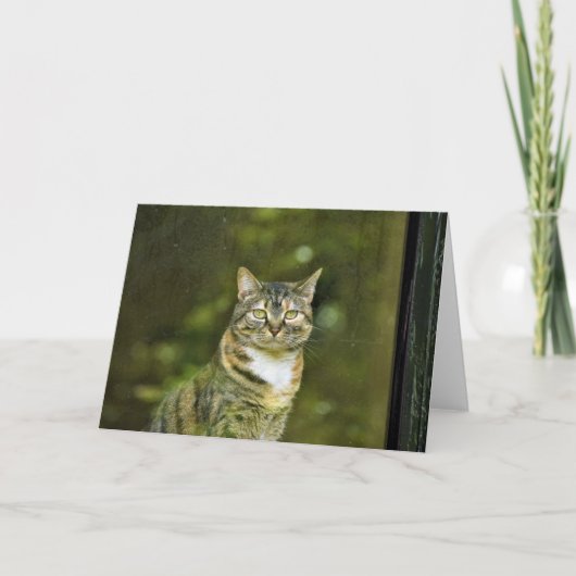 Tabby Cat、カード カード (正面)