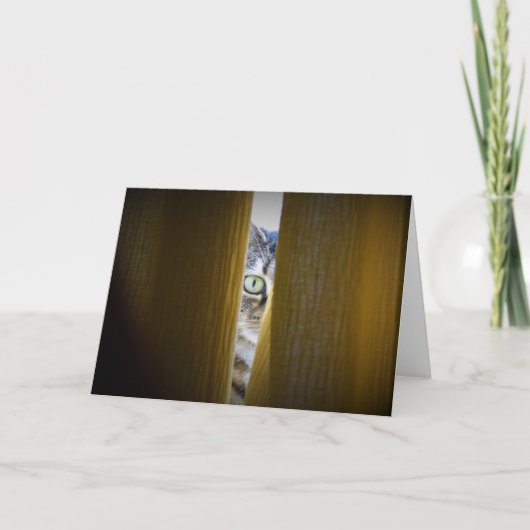 Tabby Cat、カード カード (正面)