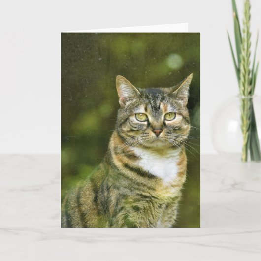 Tabby Cat、カード カード (正面)