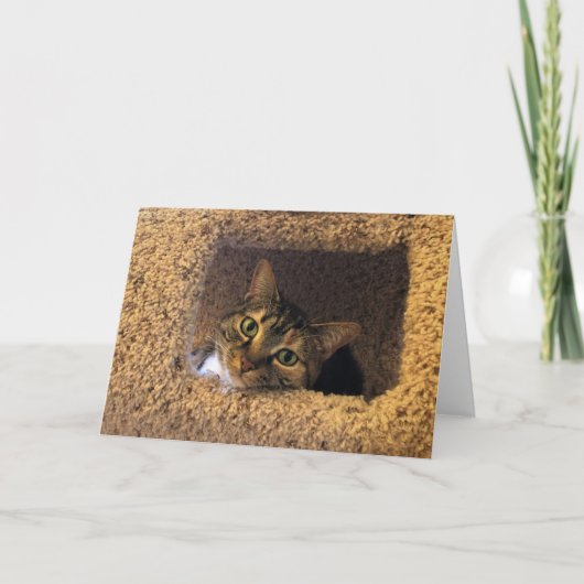 Tabby Cat、カード カード (正面)