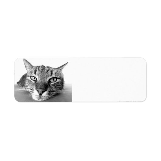 Tabby cat、差出人住所ラベル ラベル (正面)