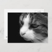 Tabby Cat Black & Whiteポートレート – 動物はがき ポストカード (正面/裏面)