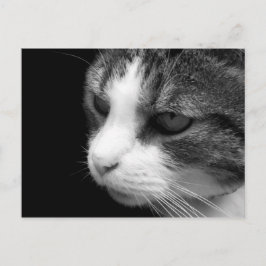 Tabby Cat Black & Whiteポートレート – 動物はがき ポストカード