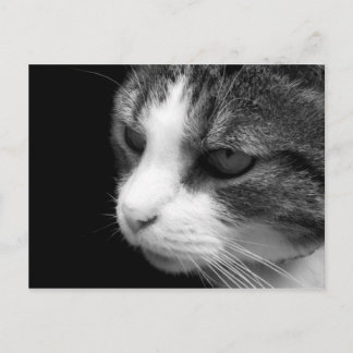 Tabby Cat Black & Whiteポートレート – 動物はがき ポストカード