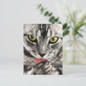 Tabby Cat Feline Green Eyes Close Up Licking Paw ポストカード (スタンド正面)