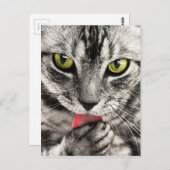 Tabby Cat Feline Green Eyes Close Up Licking Paw ポストカード (正面/裏面)