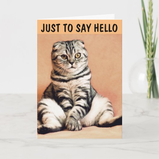 TABBY CAT GREETING CARD TO HELLO カード (正面)