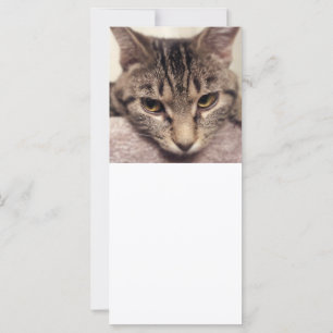 Tabby Cat-Instagram by Shirley Taylor