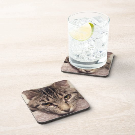 Tabby Cat-Instagram by Shirley Taylor コースター (右側)