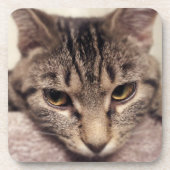 Tabby Cat-Instagram by Shirley Taylor コースター (正面)