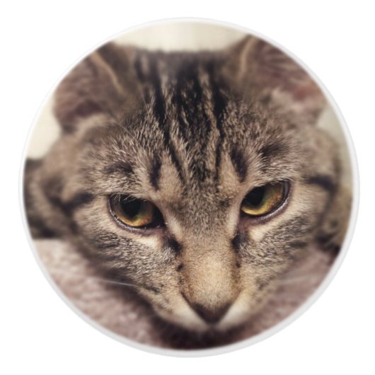 Tabby Cat-Instagram by Shirley Taylor セラミックノブ (正面)