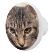 Tabby Cat-Instagram by Shirley Taylor セラミックノブ (右)