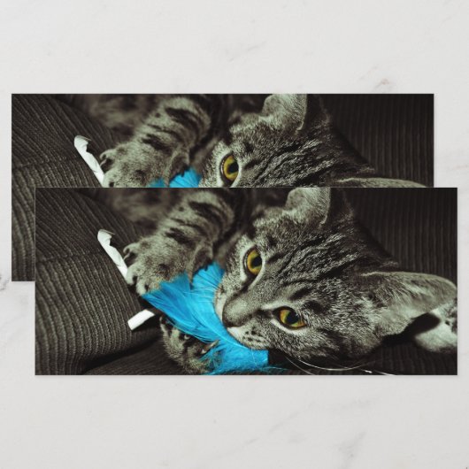 Tabby Cat with Feather by Shirley Taylor (正面/裏面)