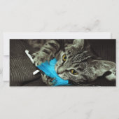Tabby Cat with Feather by Shirley Taylor (正面)