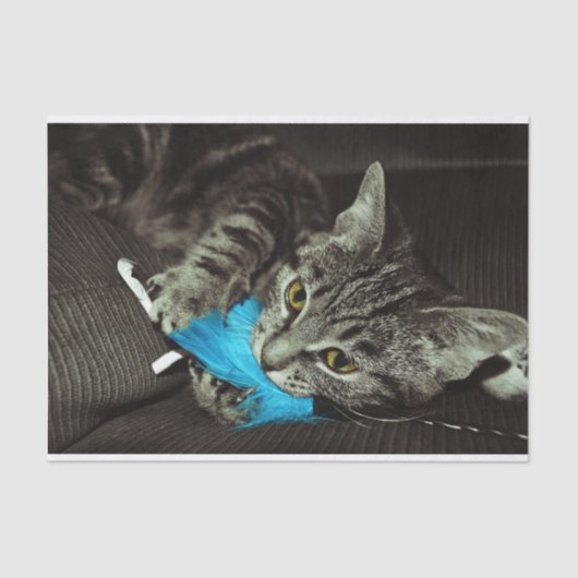Tabby Cat with Feather by Shirley Taylor 薄葉紙 (正面)