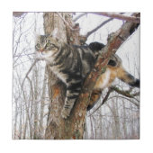 Tabbycatタイル タイル (正面)