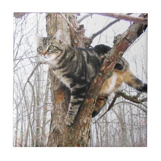 Tabbycatタイル タイル (正面)