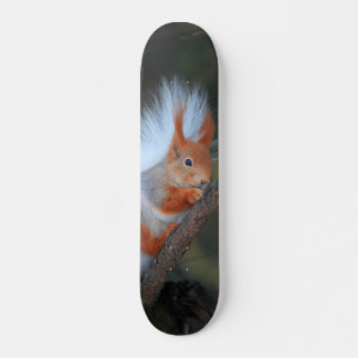 Tabla de Skate Ardilla en un Árbol スケートボード