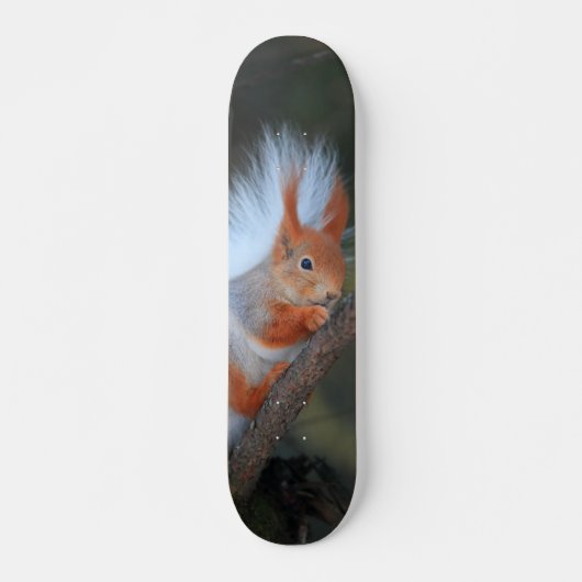 Tabla de Skate Ardilla en un Árbol スケートボード (正面)
